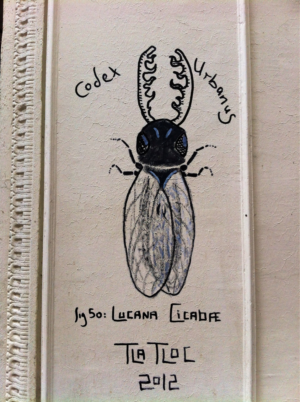 Lucana Cicadæ by Tlatloc
