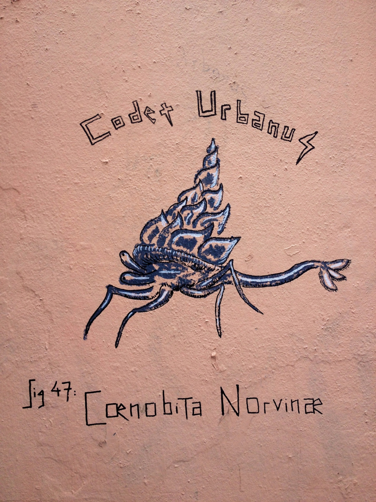 Cœnobita Norvinæ