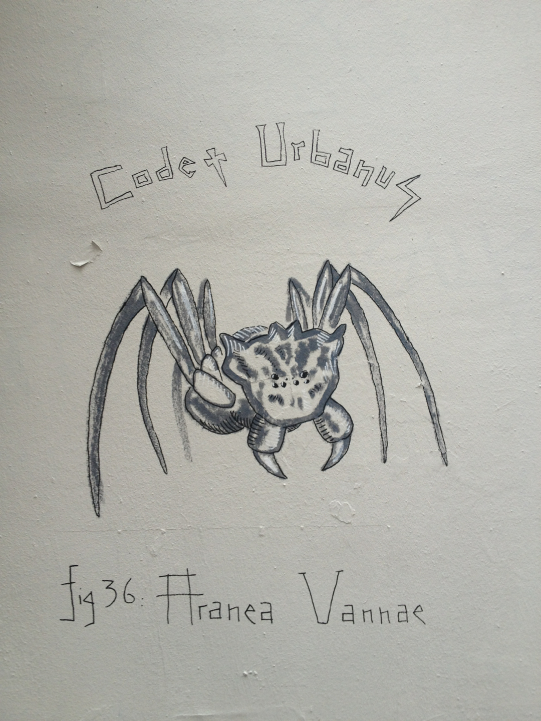 Vanna’s Spider (Aranea Vannae)