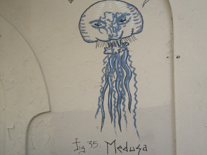 Medusa Vulg.