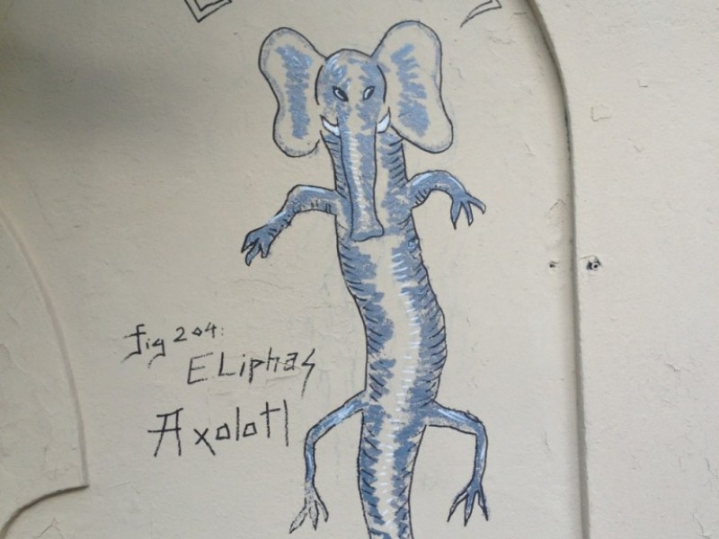 Eliphas Axolotl