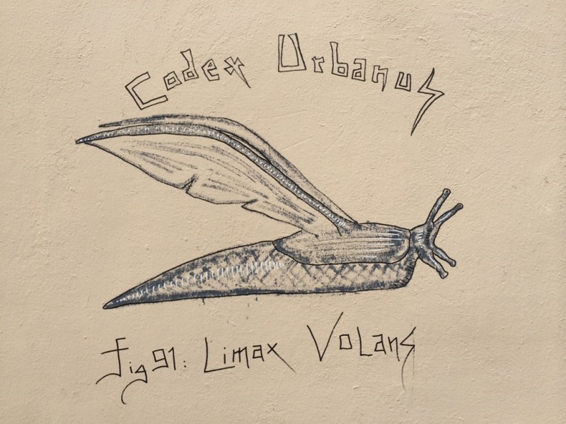 Limax Volans, Flying Slug