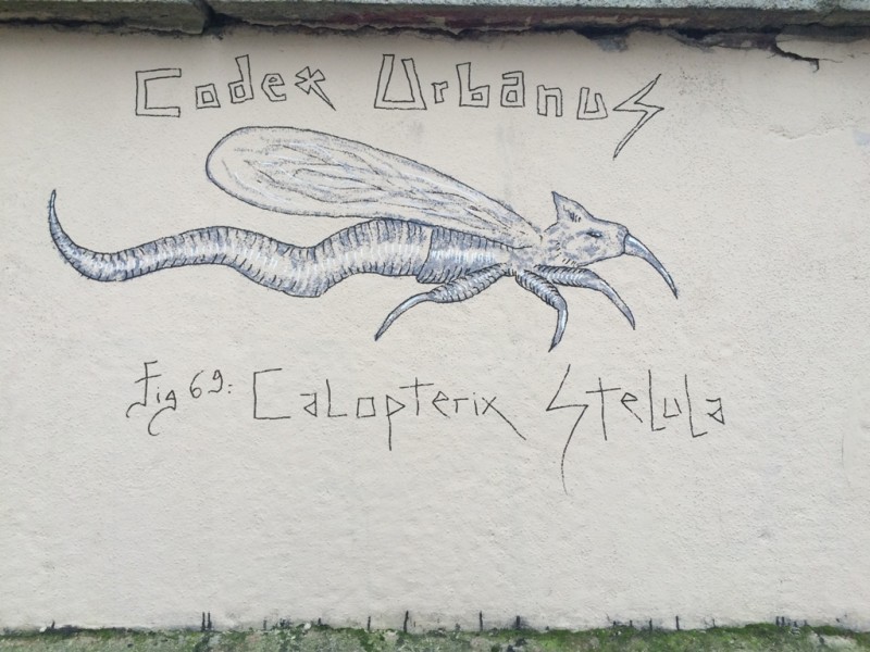 Calopterix Stelula