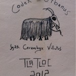 Cerambyx Villutus by Tlatloc