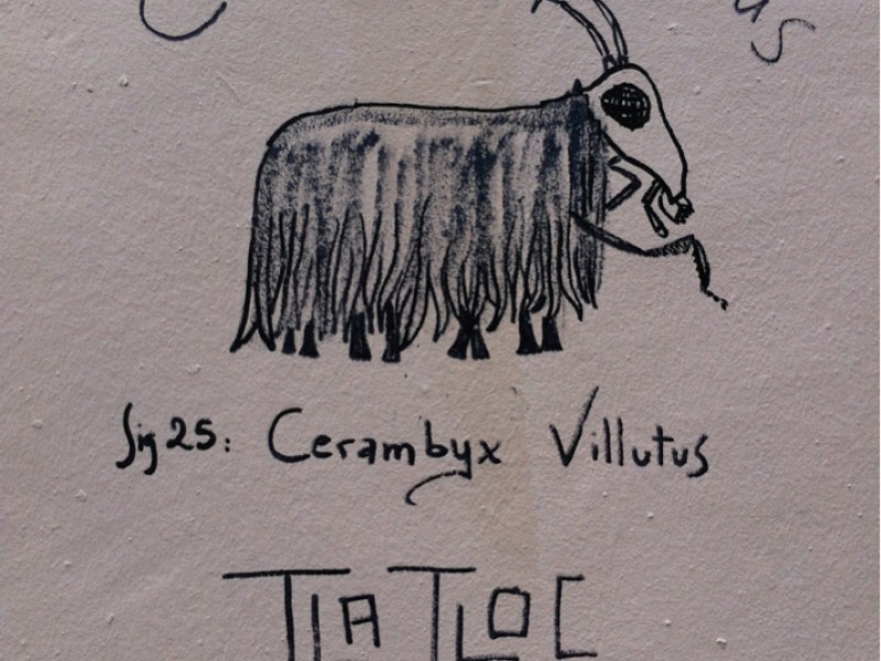 Cerambyx Villutus by Tlatloc