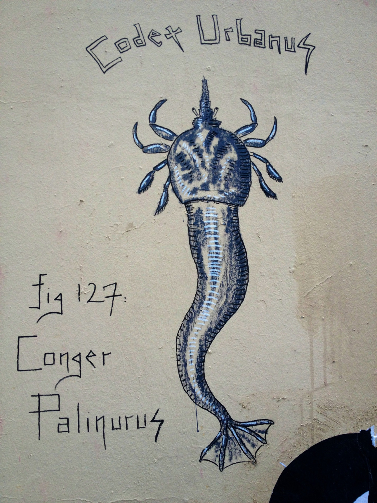 Conger Palinurus