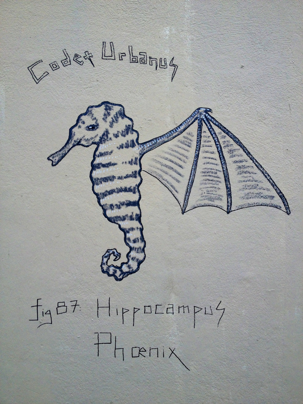 Hippocampus Phœnix