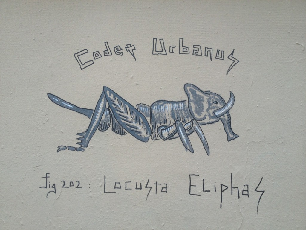 Locusta Eliphas