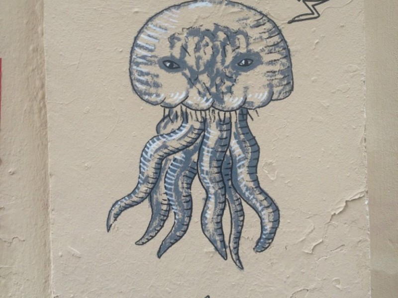 Medusa Octopus