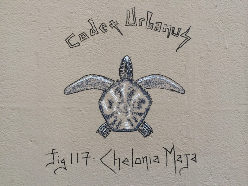 Chelonia Maja