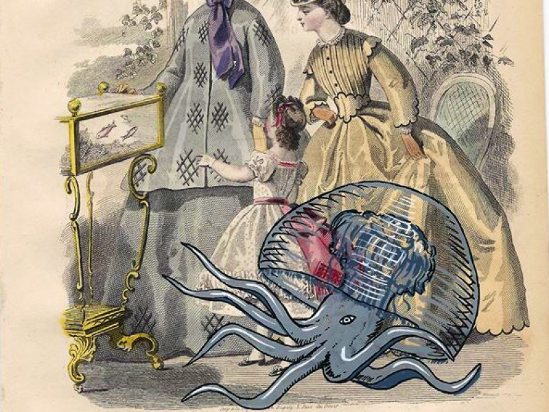 Medusa Octopus,Insectes & Arachnides