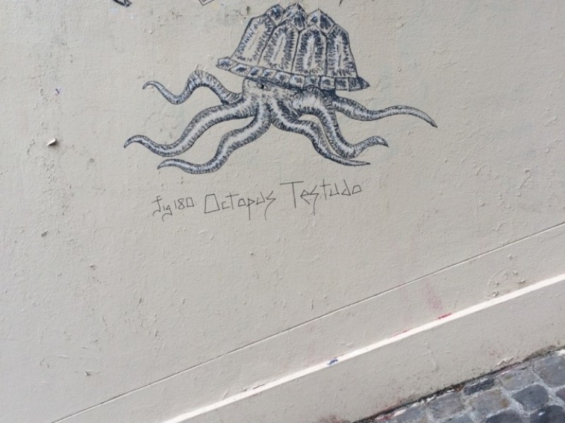 Octopus Testudo
