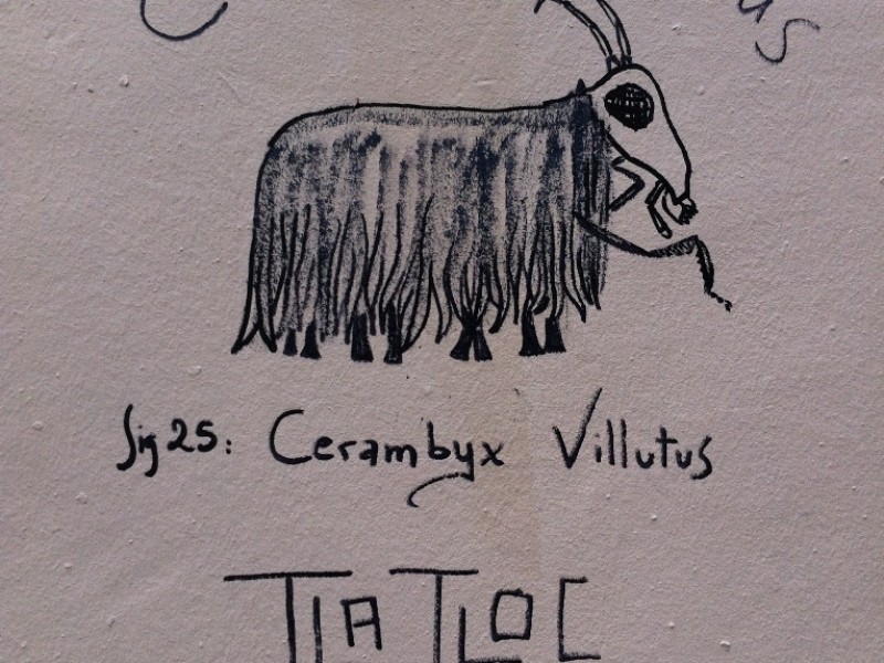 Cerambix Villutus by Tlatloc