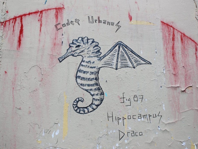 Hippocampus Draco